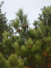 Pinus brutia pityusa