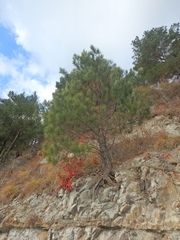 Pinus brutia pityusa
