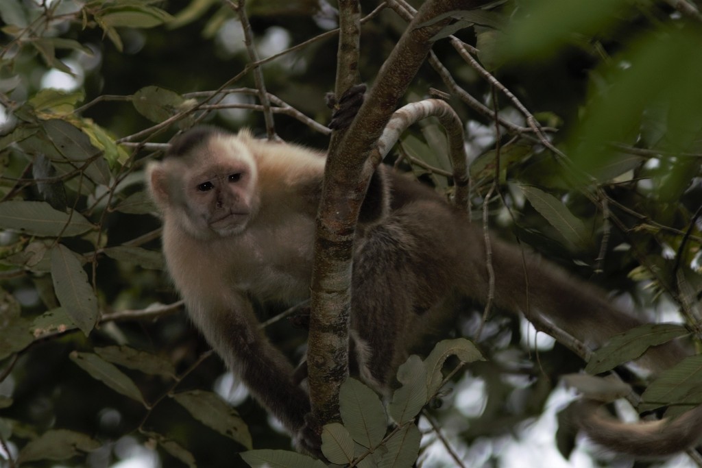 Santa Marta White-fronted Capuchin