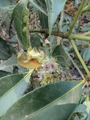 Symplocos setchuensis