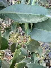 Symplocos setchuensis