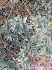 Symplocos setchuensis