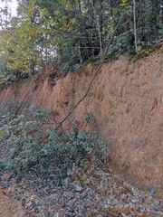 Symplocos setchuensis