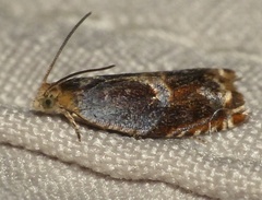 Ancylis muricana