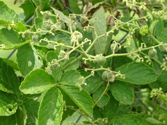 Cyphostemma hypoleucum