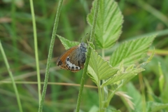 Coenonympha gardetta darwiniana