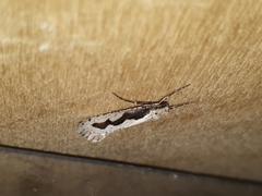 Eriocottis paradoxella