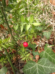 Ruscus aculeatus