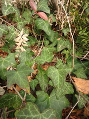 Hedera helix