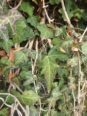 Hedera helix