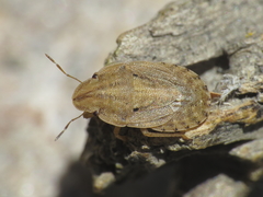 Sciocoris sulcatus