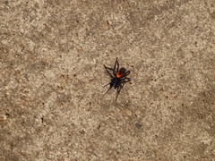 Psammorygma aculeatum