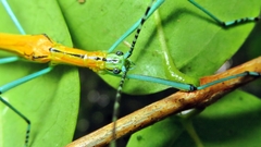 Tithonophasma tithonus