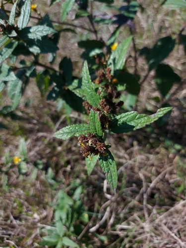 Image of Calea urticifolia by no rights reserved