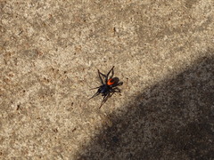 Psammorygma aculeatum