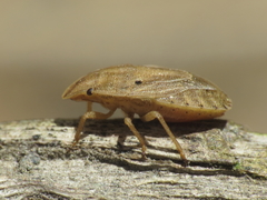 Sciocoris sulcatus