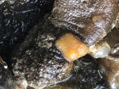 Halichondria bowerbanki