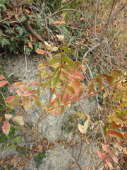 Rhus coriaria