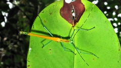 Tithonophasma tithonus