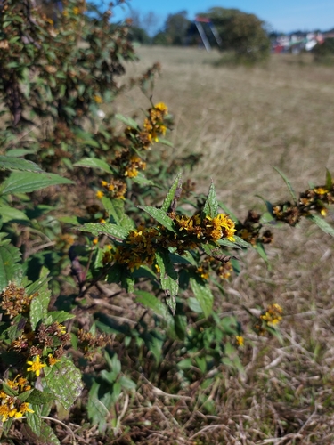 Image of Calea urticifolia by no rights reserved