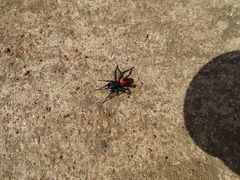 Psammorygma aculeatum