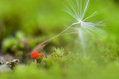 Trombidium holosericeum