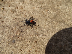 Psammorygma aculeatum