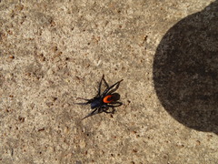 Psammorygma aculeatum