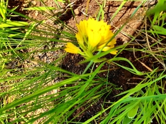 Eulophia leontoglossa