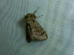 Ocneria atlantica