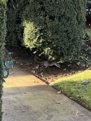 Sciurus carolinensis