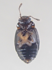 Proteinus