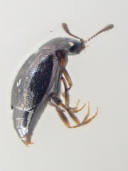 Proteinus