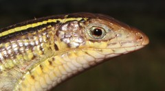 Yellow-Throated Plated Lizard photo 1