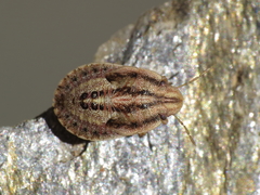 Sciocoris sulcatus