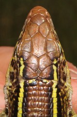 Yellow-Throated Plated Lizard photo 2