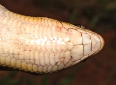 Yellow-Throated Plated Lizard photo 3
