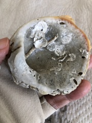 Pseudochama cristella