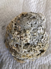 Pseudochama cristella