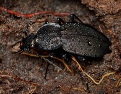 Carabus vinctus