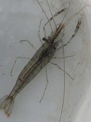 Palaemon macrodactylus image