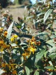 Augochloropsis ignita