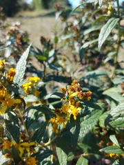 Augochloropsis ignita