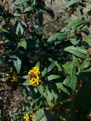 Augochloropsis ignita