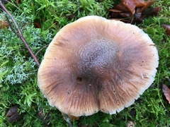 Cortinarius livido-ochraceus