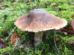 Cortinarius livido-ochraceus
