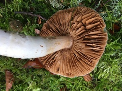 Cortinarius livido-ochraceus