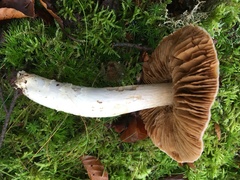 Cortinarius livido-ochraceus