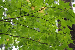Acer tschonoskii