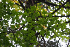 Acer tschonoskii